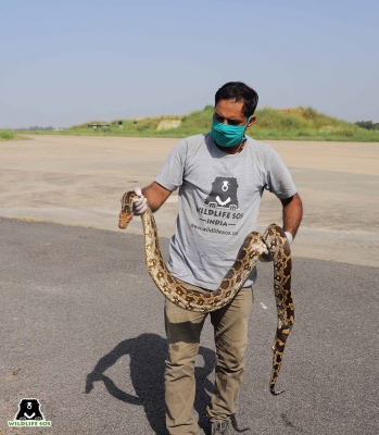  Massive Python Hitches Ride To Taj Mahal On E-rickshaw!-TeluguStop.com