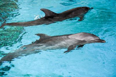 More Conservation Efforts Needed To Assist Connectivity Between Dolphin Groups: More Conservation Efforts Needed To Assist Connectivity Between Dolphin Groups:-TeluguStop.com