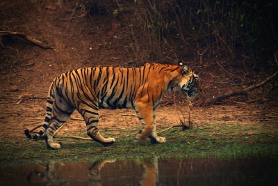  Mp's Tiger 'pancham' Will Now Roar In India's Biggest Zoo In Jamnagar-TeluguStop.com