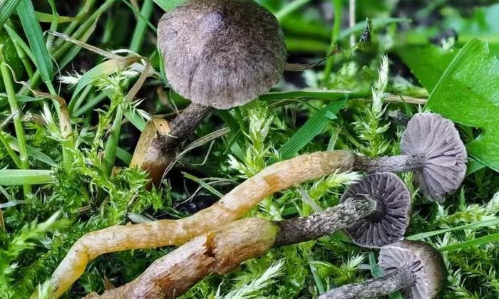 Telugu Hills Scotland, Mushrooms, Type Mushroom, Skotland, Latest-Latest News -