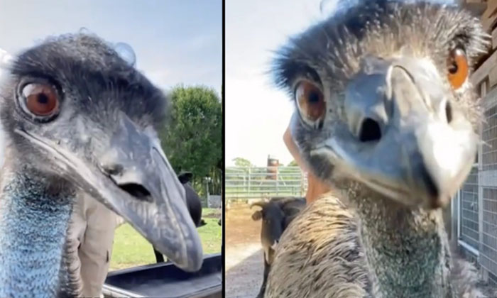  A Bird Posing In Front Of The Camera Every Day Viral Latest, News Viral, Social-TeluguStop.com