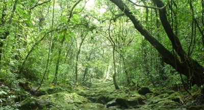 Now, Decriminalisation Of Certain Sections Of Indian Forest Act Proposed Now, Decriminalisation Of Certain Sections Of Indian Forest Act Proposed-TeluguStop.com