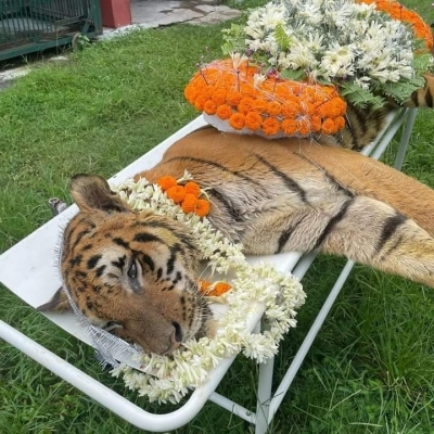  One Of India's Oldest Tigers Dies In Bengal-TeluguStop.com