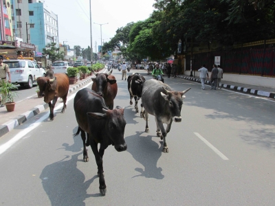 Parl Panel Concerned Over Accidents On Highways Due To Stray Cattle Parl Panel Concerned Over Accidents On Highways Due To Stray Cattle-TeluguStop.com