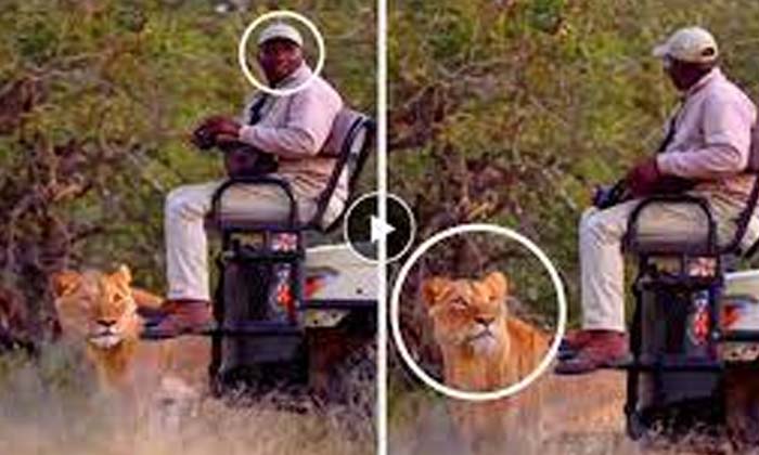 Good Luck To The Wildlife Photographer , Wild Life , Viral Latest, News Viral, V Good Luck To The Wildlife Photographer , Wild Life , Viral Latest, News Viral, V-TeluguStop.com