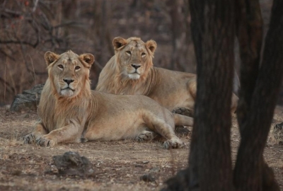  Rs Mp Parimal Nathwani Releases 'the Pride Kingdom', A Series On Asiatic Lions O-TeluguStop.com