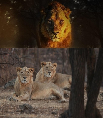  Rs Mp Releases Documentary On Lions' Lives At Gir-TeluguStop.com