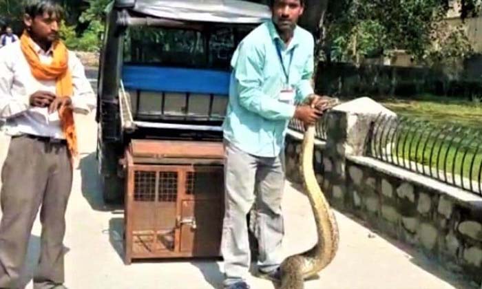  10 Feet Long Python On The Second Floor On Haridwar , 10 Feet Long Python , Seco-TeluguStop.com