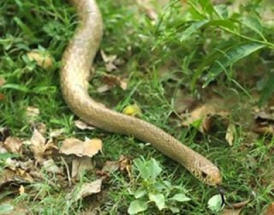  Snake Curls Around Class 4 Student's Leg In Kerala School-TeluguStop.com