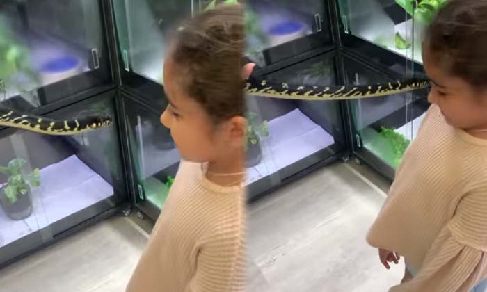 Viral A Child Kissing A Snake Netizens Are Trembling , Viral Latest, News Viral, Viral A Child Kissing A Snake Netizens Are Trembling , Viral Latest, News Viral,-TeluguStop.com
