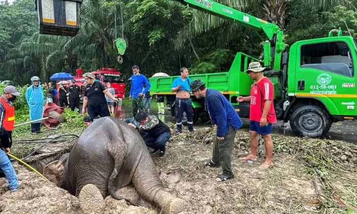  Elephant And Its Calf Which Fell Into A Drain Rescued In Thailand Elephant , Res-TeluguStop.com