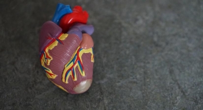  This Lab-made Heart Chamber With Living Cells Beats Strongly-TeluguStop.com