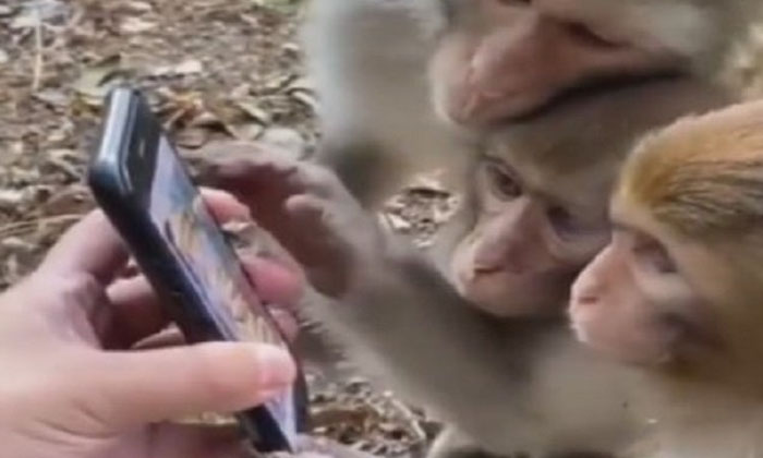  Monkey Using Smartphone And See Reels On Social Media Three Monkeyes , Smartpho-TeluguStop.com