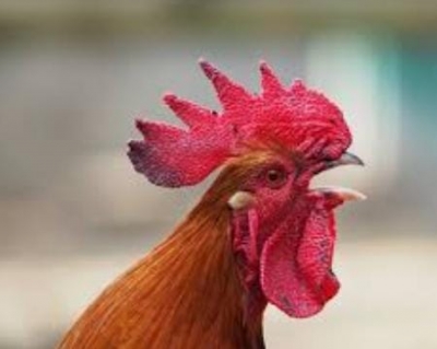  Up Family Organises 'terahvin' To Mourn Death Of Pet Rooster-TeluguStop.com