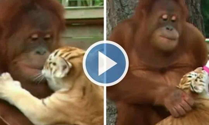  An Orangutan Who Has Become A Mother To Tiger Cubs Vainam Is Playing With Milk-TeluguStop.com