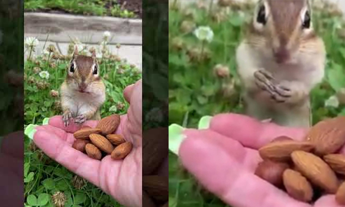  Viral Video Squirrel Suspiciously Eating Almonds Details, Squrill, Viral Latest,-TeluguStop.com