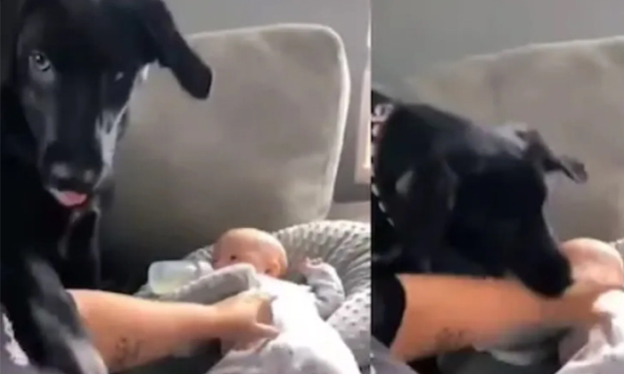  Viral Video Pet Dog Protecting The Baby Details, Dog, Kid,playing, Viral Latest,-TeluguStop.com