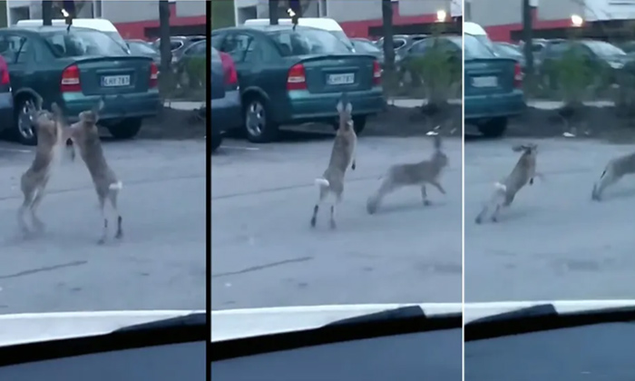  Viral Video Two Hare Fight In The Middle Of A Road,viral Video,hare Fight,social-TeluguStop.com