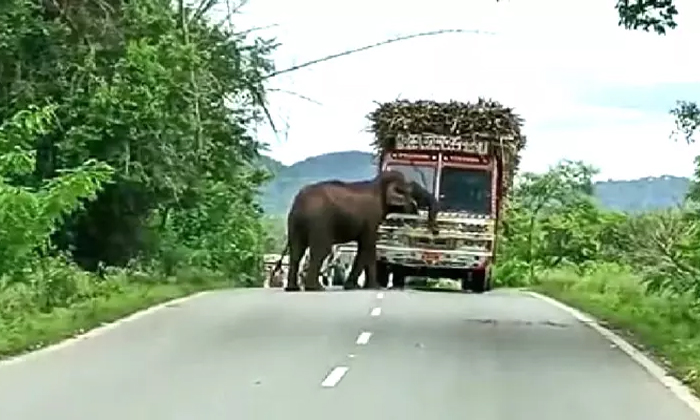  Wild Elephant Blocks A Sugarcane Truck Viral Video Details, Elephant, Tamil Nadu-TeluguStop.com