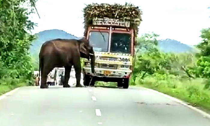 Telugu Elephant, Elephant Latest, Elephantstopped, Erode, Sugarcane Truck, Tamil