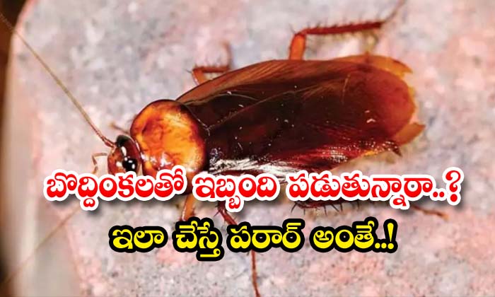 Telugu Bay, Boric Powder, Cockroaches, Tips, Latest-Latest News - Telugu