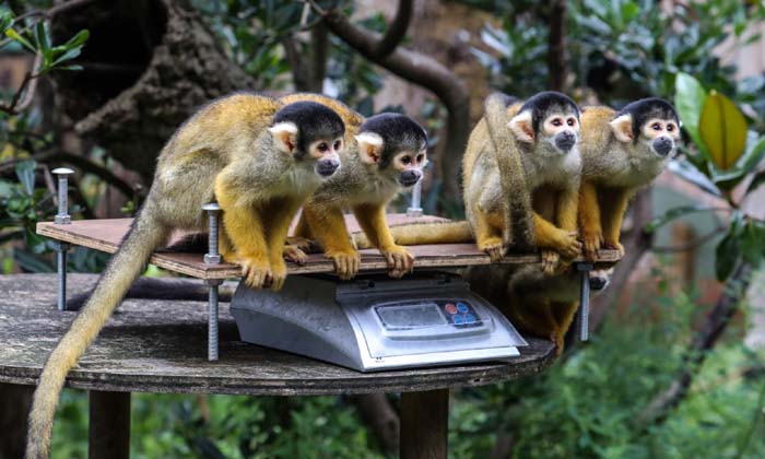  Can You Compare With Us Animals , Animals , Love , Viral Latest , News Viral , S-TeluguStop.com