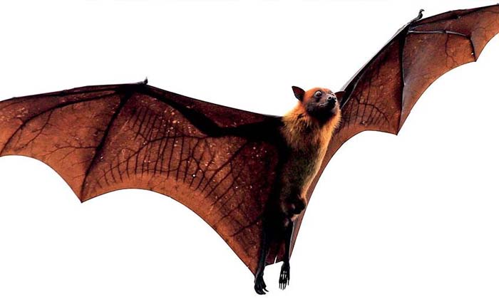 Telugu Bats, Bats Hang, Nature, Latest-Latest News - Telugu