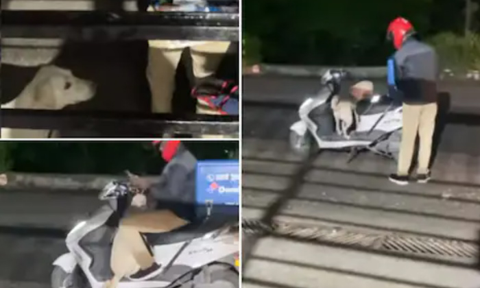  Viral Video: Dog Accompanies Pizza Delivery Boy, Pizza Delivery Boy,social Media-TeluguStop.com