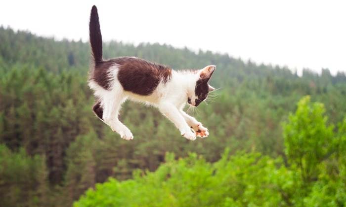  Jumping From Above Is Nothing For A Cat The Reason Is , Cat ,latest, News Viral-TeluguStop.com