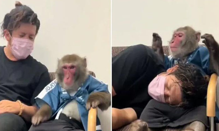 A Monkey Who Comforted A Man In His Lap The Video Went Viral , Man, Moneky, Play A Monkey Who Comforted A Man In His Lap The Video Went Viral , Man, Moneky, Play-TeluguStop.com