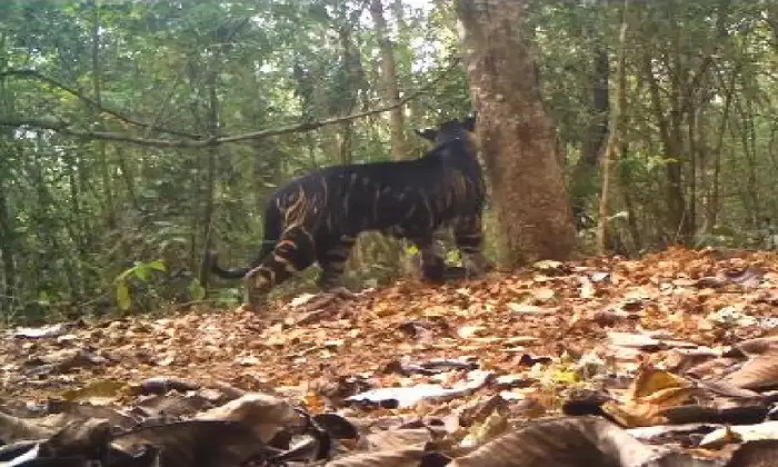  Rare Black Tiger In Similapal National Park Video Goes Viral , Black Tiger , R-TeluguStop.com