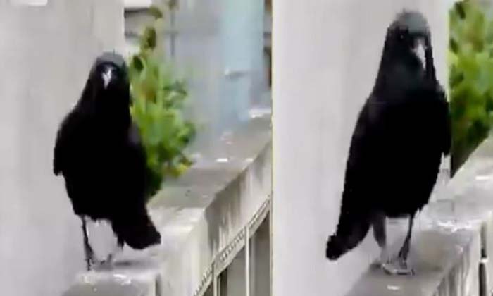  See These Crow S Feet Cat Walk Was A Hit,crow, Viral Latest, News Viral, Socia-TeluguStop.com