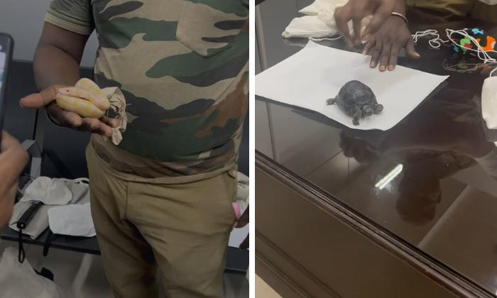 Seizure Of African Wildlife At Chennai Airport , Chennai Airport, African Wildli Seizure Of African Wildlife At Chennai Airport , Chennai Airport, African Wildli-TeluguStop.com