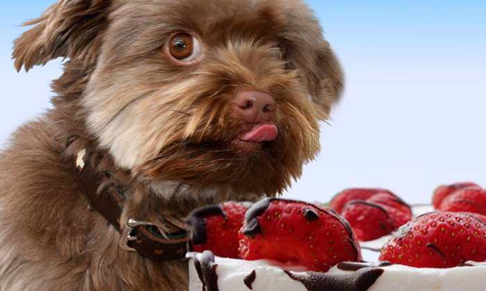 Telugu Dog, Dogs, Dogs Care, Dogs Diet, Pets, Sugar, Sweets-Latest News - Telugu