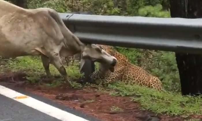  Viral Leopard Hunting Bull , Buffalo , Viral Latest , News Viral, Social Media-TeluguStop.com