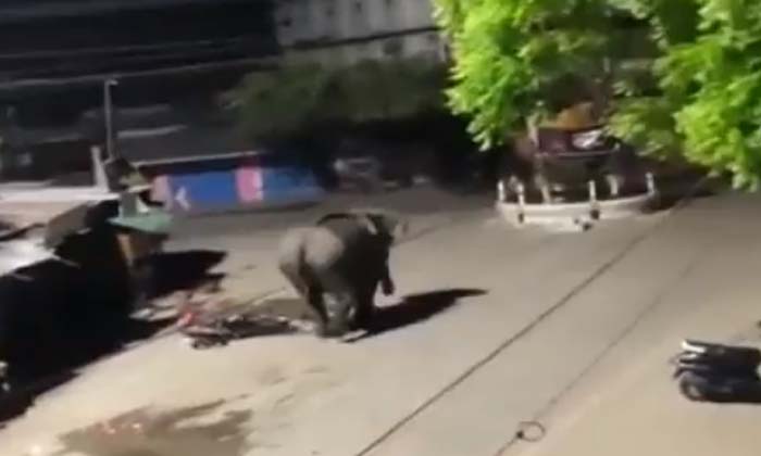  Viral This Elephant Has Gained Weight , Elephant, Viral Latest,news Viral, Vid-TeluguStop.com