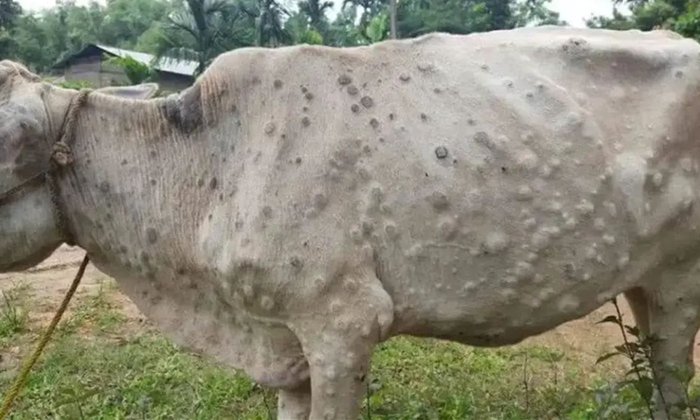 Telugu Capripoxvirus, Cattles, Corona, Cows, Lumpy, Lumpy Symptoms, Skkin, Lates Telugu Capripoxvirus, Cattles, Corona, Cows, Lumpy, Lumpy Symptoms, Skkin, Lates