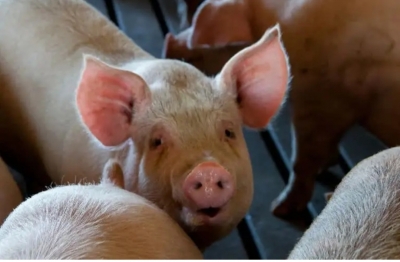 After Peta Appeal, Up Bans Putting Pigs In Crates After Peta Appeal, Up Bans Putting Pigs In Crates-TeluguStop.com