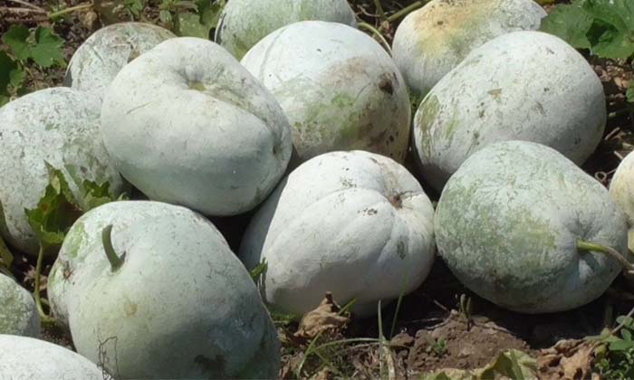  Amazing Health Benefits Of Ash Gourd , Health, Benefits Of Ash Gourd, Ash Gourd,-TeluguStop.com