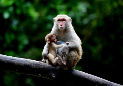  Antibodies From Monkeys Shows Promise Against Covid Variants-TeluguStop.com