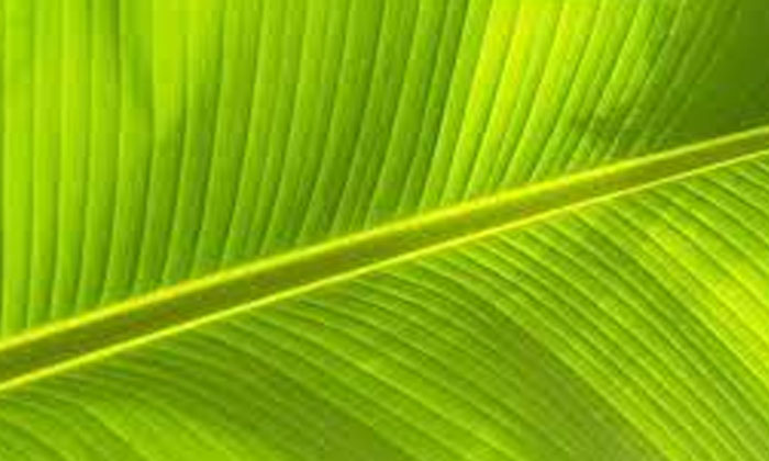 Telugu Banana Leaf, Bananaleaf, Tips, Latest, Skin Care, Skin Care Tips-Telugu H
