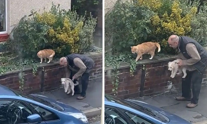  A Man Introduced His Pet Dog To A Neighbor's Cat What Happened Next , Dog, Cat-TeluguStop.com