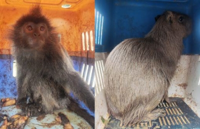  Exotic Animals Smuggled From Myanmar Seized In Mizoram; 2 Held-TeluguStop.com