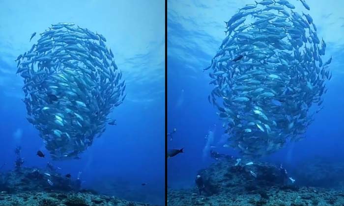  Viral Video  Amazing, Fish Created By Tornado Under The Sea , Viral Latest, News-TeluguStop.com