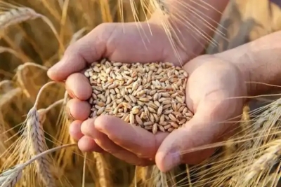  Foodgrain Production Estimated To Be Record 315.72 Mt, Up By 4.98 Mt In 2020-21-TeluguStop.com