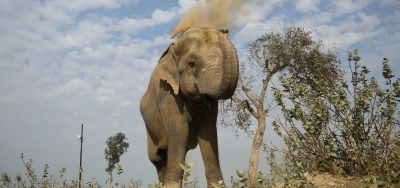  Forest Watcher Trampled To Death By Wild Elephant In Coimbatore-TeluguStop.com