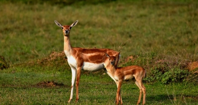  Ganjam, Odisha: What Does It Take To Be Friends With The Indian Antelope?-TeluguStop.com