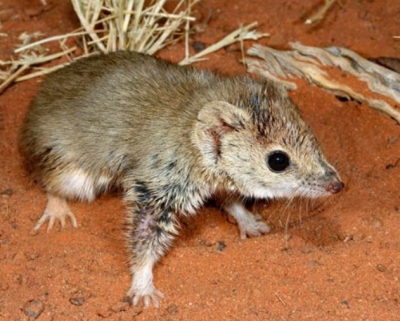  Human Activities Altered Even Most Resilient Mammal Species: Study-TeluguStop.com