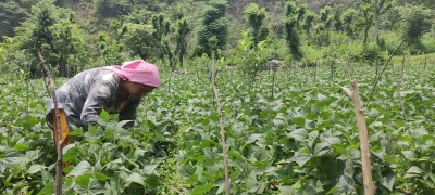  India Adopts Smart Farming Strategy To Boost Small Farmers' Fortunes-TeluguStop.com