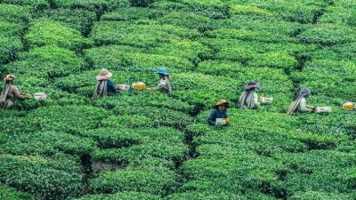  Inferior Tea From Nepal Sold, Re-exported As Premium Darjeeling Variety-TeluguStop.com